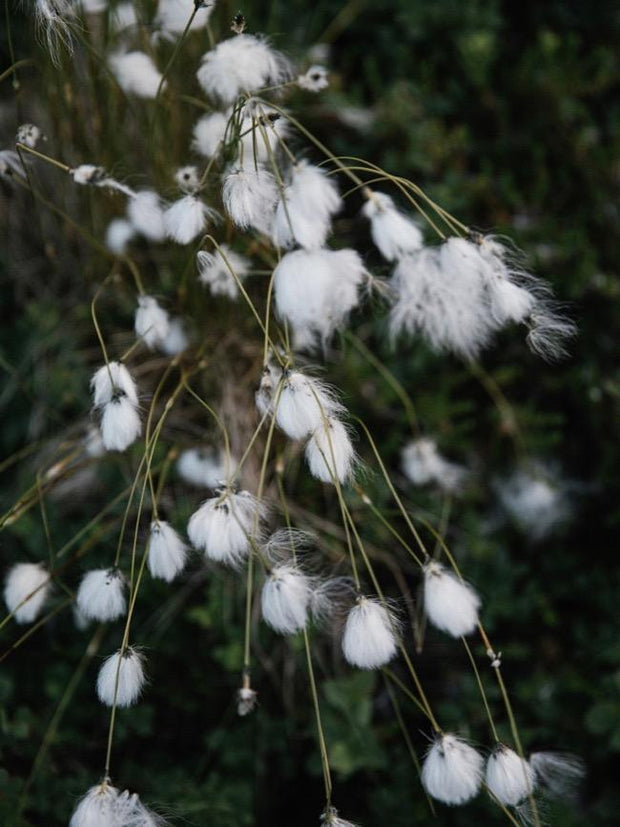 Laines magasin blomster billede